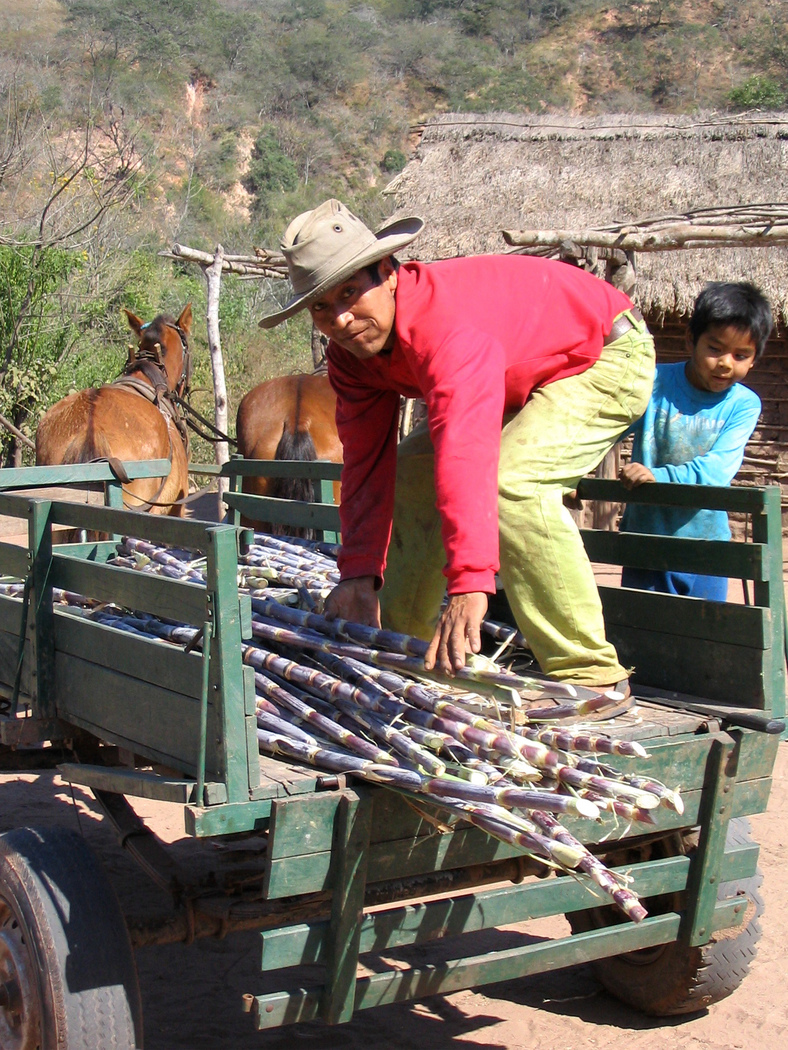 Don Ernesto unloading cane