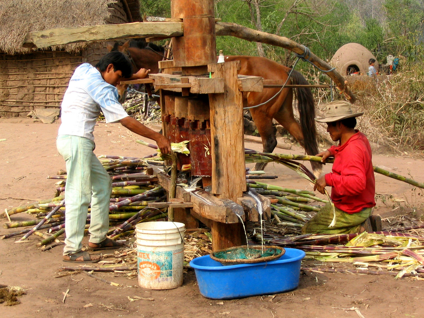 Sugarcane trapiche