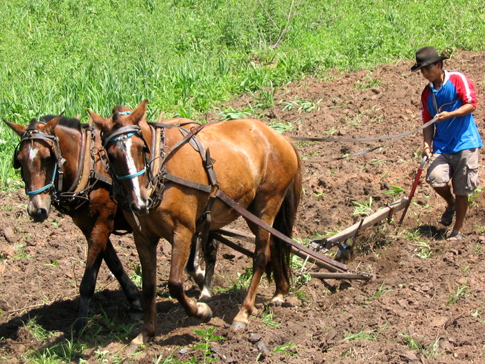 Cecilio plowing