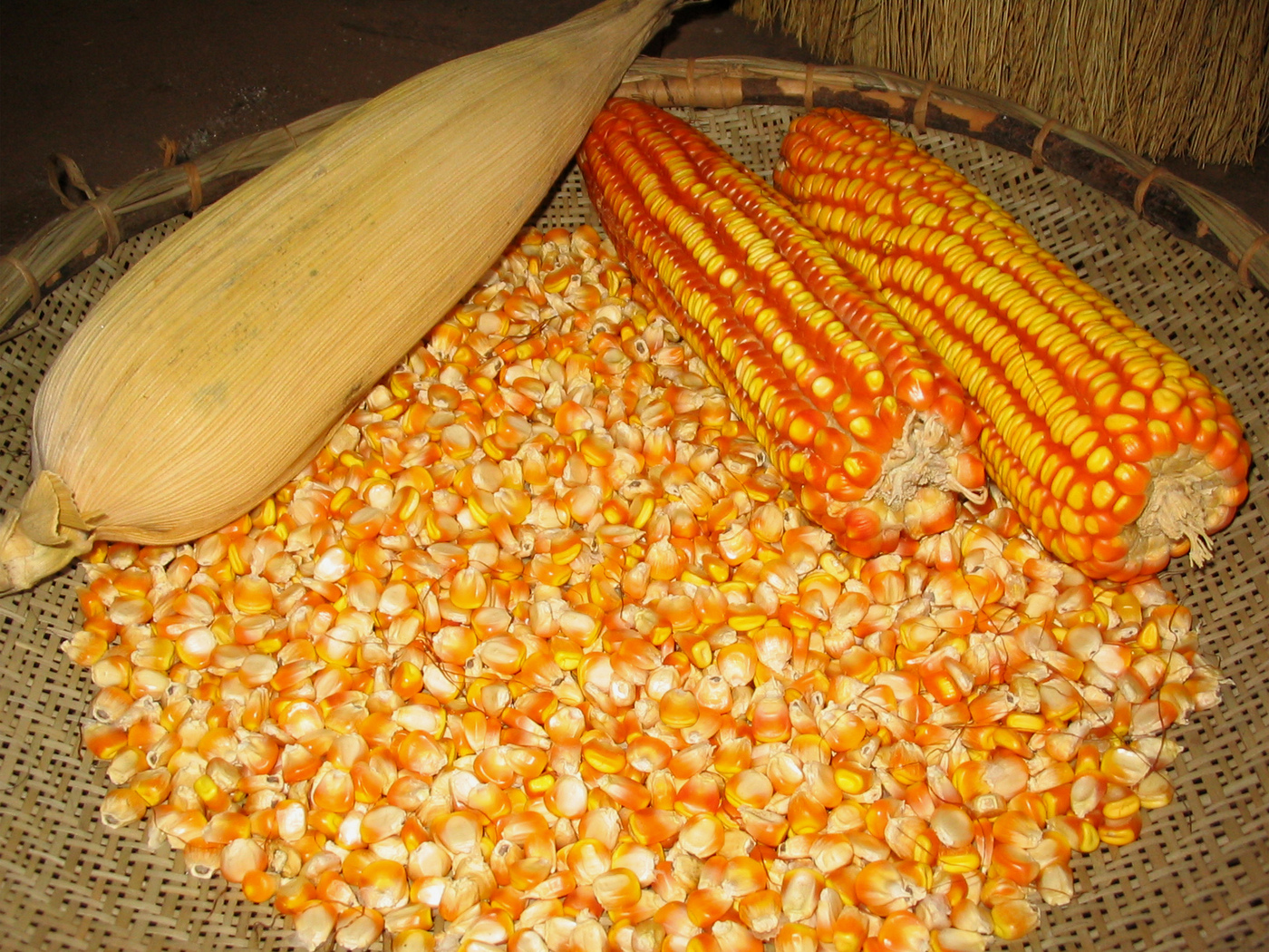 Corn