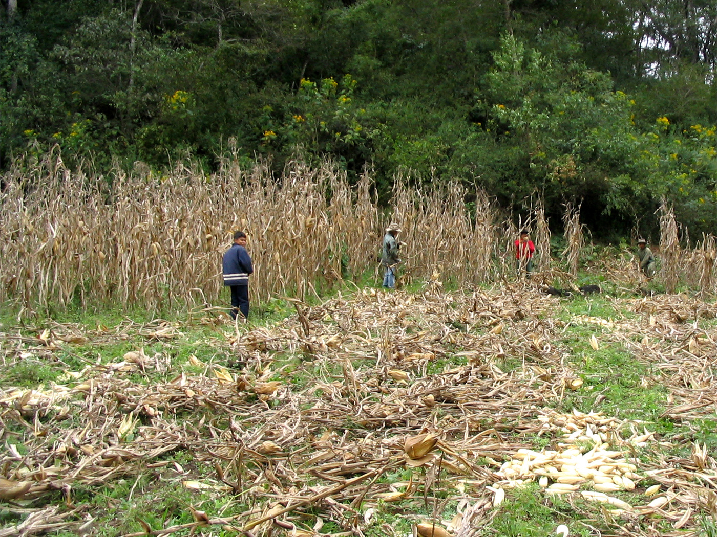 Corn harvest