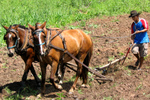 Cecilio plowing