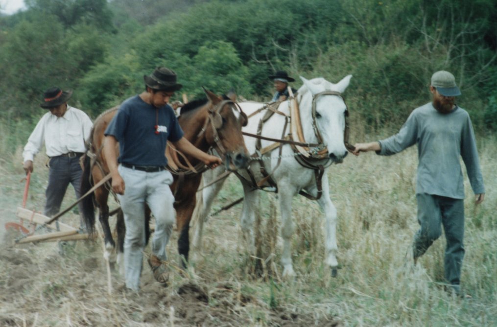 Don Josico training on the plow .