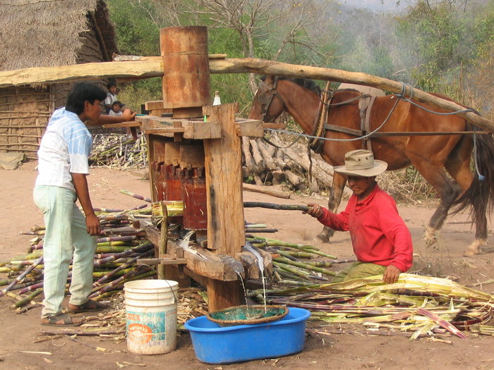 Ernesto and Pisafuego pressing cane